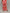 Marlene Hose Kofferstoff Retro Pink/Orange Artikel 6044